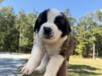 Puppy 2 - “TOOSIE”, a male Saint Bernard for sale in Roxboro, NC – 1 of 6