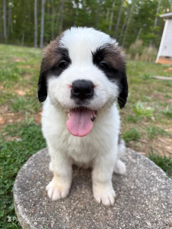 Puppy 9 - K9 Jewels – Saint Bernard puppy for sale in Roxboro, NC