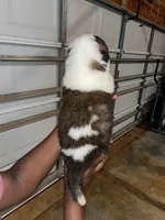 Puppy 9 - K9 Jewels, a male Saint Bernard for sale in Roxboro, NC – Photo 5 of 8