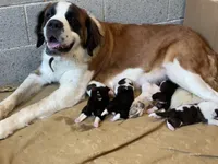 Puppy 9 - K9 Jewels, a male Saint Bernard for sale in Roxboro, NC – Photo 4 of 4