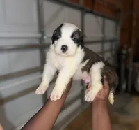Puppy 9 - K9 Jewels, a male Saint Bernard for sale in Roxboro, NC – Photo 3 of 8