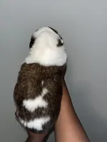 Puppy 9 - K9 Jewels, a male Saint Bernard for sale in Roxboro, NC – Photo 2 of 4