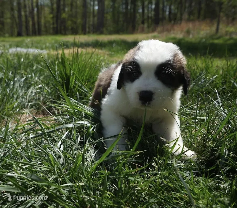 Puppy 9 - K9 Jewels – Saint Bernard puppy for sale in Roxboro, NC