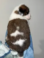 Puppy 9 - K9 Jewels, a male Saint Bernard for sale in Roxboro, NC – Photo 2 of 8