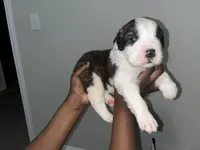 Puppy 9 - K9 Jewels, a male Saint Bernard for sale in Roxboro, NC – Photo 1 of 4