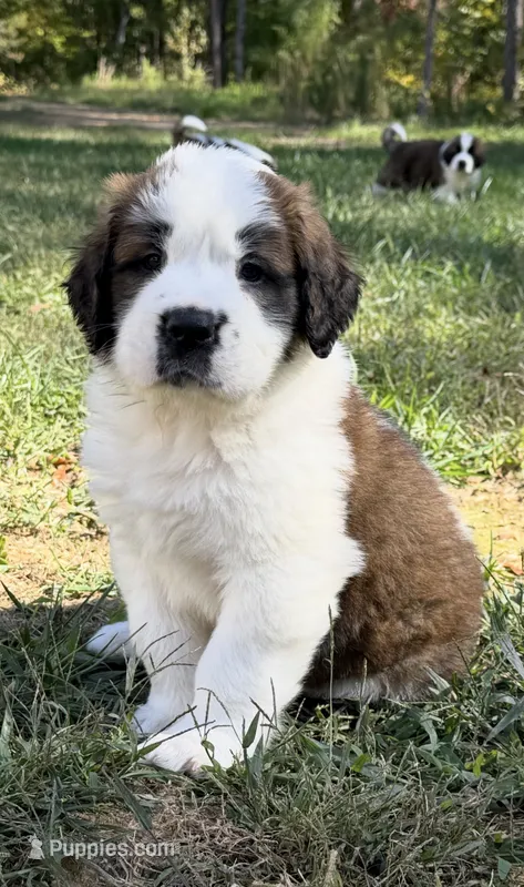Puppy 1 - “FALCON” – Saint Bernard puppy for sale in Roxboro, NC