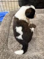 Puppy 4, a male Saint Bernard for sale in Roxboro, NC – 2 of 2