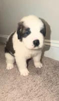 Puppy 3 - K9 Jewels LLC, a male Saint Bernard for sale in Roxboro, NC – 1 of 4