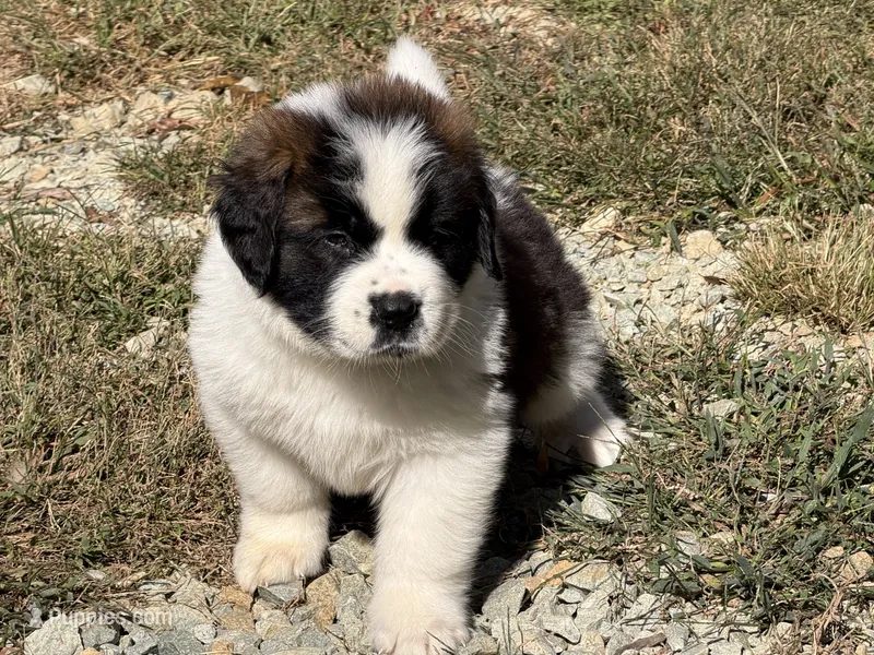 Puppy 4 - “COOPER” – Saint Bernard puppy for sale in Roxboro, NC