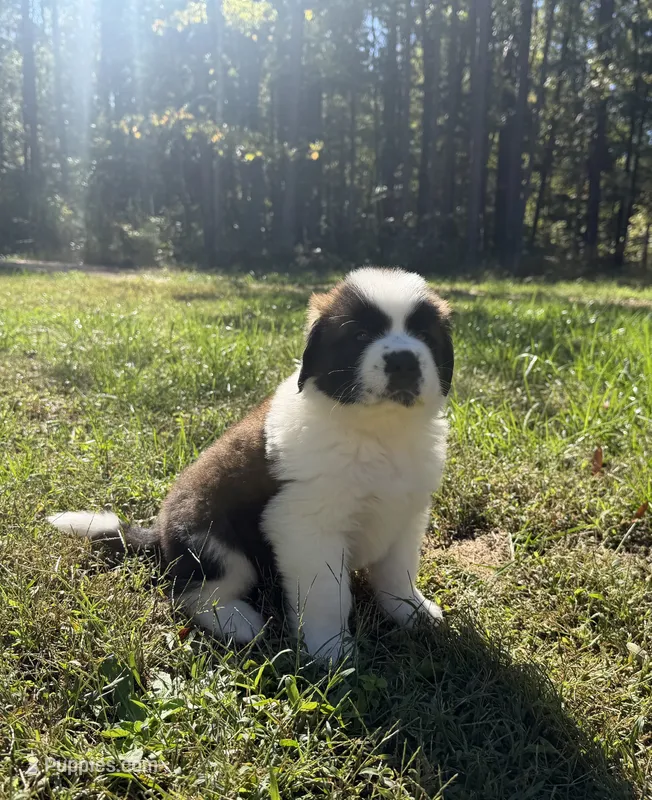 Puppy 4 - “COOPER” – Saint Bernard puppy for sale in Roxboro, NC