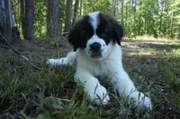 Puppy 4 - K9 Jewels, a female Saint Bernard for sale in Roxboro, NC – 3 of 10