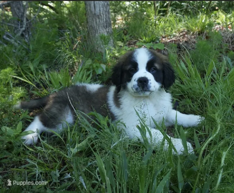 Puppy 2 - K9 Jewels – Saint Bernard puppy for sale in Roxboro, NC
