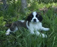 Puppy 2 - K9 Jewels, a female Saint Bernard for sale in Roxboro, NC – 1 of 10