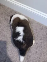 Puppy 4 - K9 Jewels LLC, a male Saint Bernard for sale in Roxboro, NC – 2 of 4
