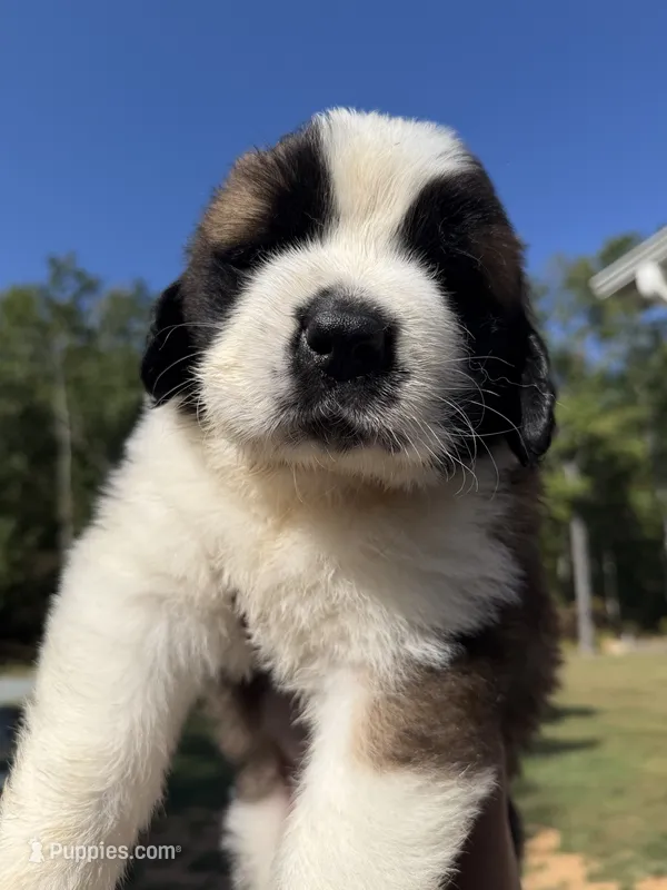Puppy 5 - K9 Jewels LLC – Saint Bernard puppy for sale in Roxboro, NC