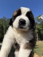 Puppy 5 - “BIGGIE”, a male Saint Bernard for sale in Roxboro, NC – 1 of 6