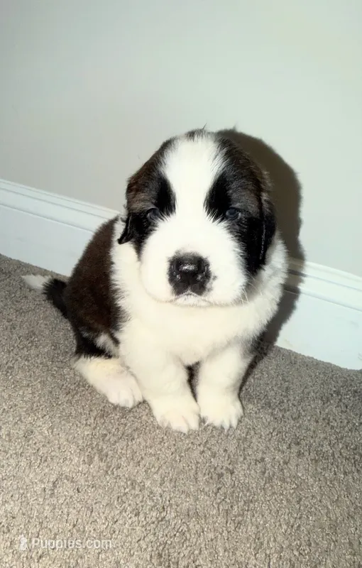Puppy 5 - K9 Jewels LLC – Saint Bernard puppy for sale in Roxboro, NC