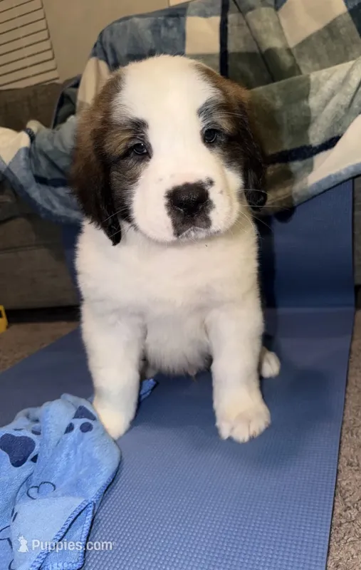 Puppy 1 - “FALCON” – Saint Bernard puppy for sale in Roxboro, NC