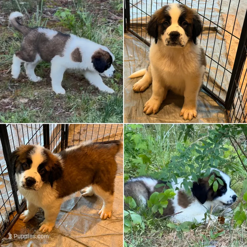 Puppy 2 - K9 Jewels – Saint Bernard puppy for sale in Roxboro, NC