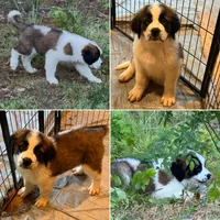 Valley - K9 Jewels, a female Saint Bernard for sale in Roxboro, NC – 1 of 10