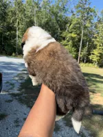 Puppy 5 - “BIGGIE”, a male Saint Bernard for sale in Roxboro, NC – 2 of 6