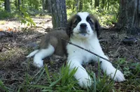 Puppy 1 - K9 Jewels, a female Saint Bernard for sale in Roxboro, NC – 3 of 10