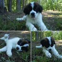 Puppy 4 - K9 Jewels, a female Saint Bernard for sale in Roxboro, NC – 4 of 10