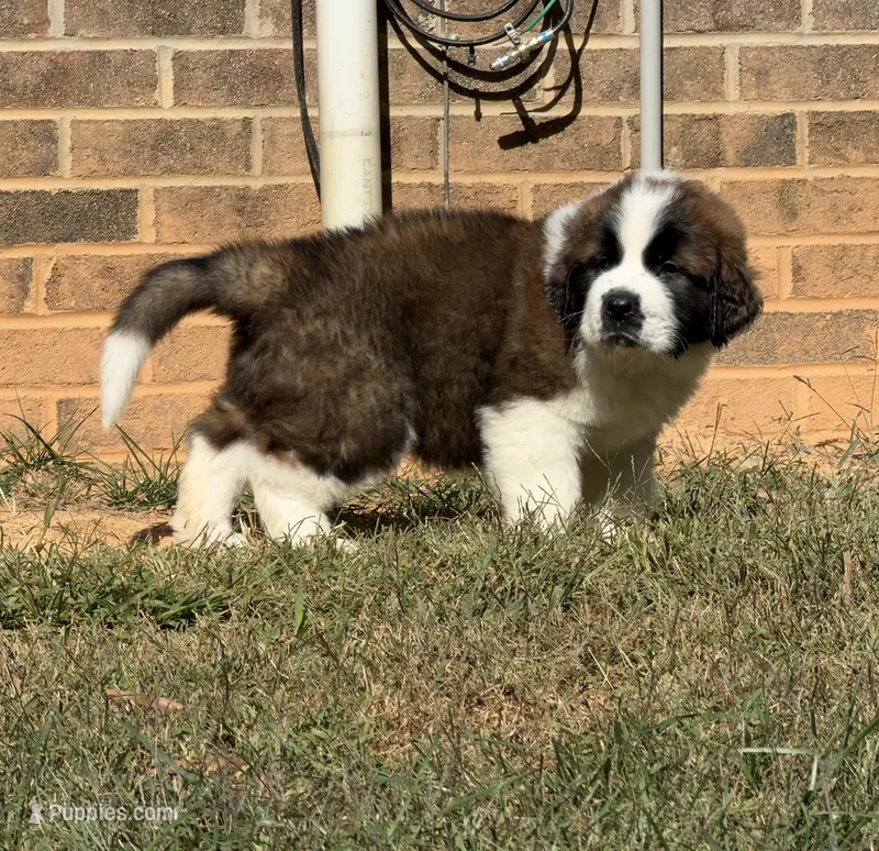 Puppy 5 - “BIGGIE” – Saint Bernard puppy on hold in Roxboro, NC
