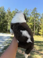 Puppy 4 - “COPPER”, a male Saint Bernard for sale in Roxboro, NC – 2 of 6