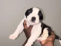 Puppy 2 - K9 Jewels, a female Saint Bernard for sale in Roxboro, NC – Photo 1 of 4