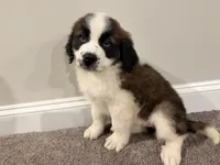 Puppy 2 - K9 Jewels, a female Saint Bernard for sale in Roxboro, NC – 3 of 10