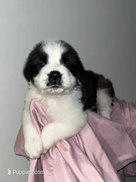 Puppy 2 - K9 Jewels – Saint Bernard puppy for sale in Roxboro, NC