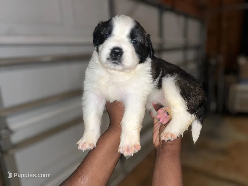 Puppy 2 - K9 Jewels – Saint Bernard puppy for sale in Roxboro, NC