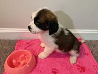Puppy 2 - K9 Jewels, a female Saint Bernard for sale in Roxboro, NC – 6 of 10