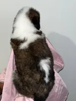 Puppy 2 - K9 Jewels, a female Saint Bernard for sale in Roxboro, NC – Photo 2 of 8