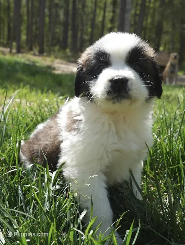 Puppy 2 - K9 Jewels – Saint Bernard puppy for sale in Roxboro, NC