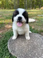 Puppy 2 - K9 Jewels, a female Saint Bernard for sale in Roxboro, NC – 7 of 10