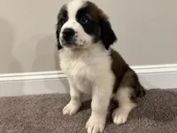 Puppy 2 - K9 Jewels, a female Saint Bernard for sale in Roxboro, NC – 4 of 10