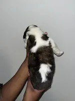 Puppy 2 - K9 Jewels, a female Saint Bernard for sale in Roxboro, NC – Photo 2 of 4