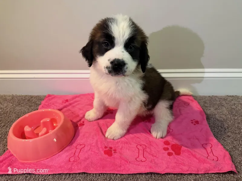 Puppy 2 - K9 Jewels – Saint Bernard puppy for sale in Roxboro, NC