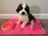 Puppy 2 - K9 Jewels, a female Saint Bernard for sale in Roxboro, NC – 5 of 10