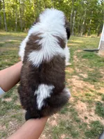 Puppy 2 - K9 Jewels, a female Saint Bernard for sale in Roxboro, NC – 8 of 10