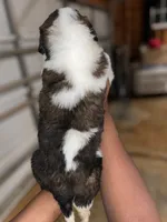 Puppy 2 - K9 Jewels, a female Saint Bernard for sale in Roxboro, NC – Photo 4 of 8