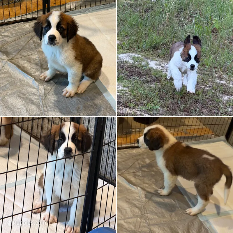 Puppy 1 - K9 Jewels, a female Saint Bernard for sale in Roxboro, NC – 1 of 10