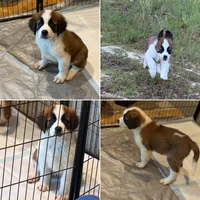 Puppy 1 - K9 Jewels, a female Saint Bernard for sale in Roxboro, NC – 1 of 10