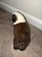 Puppy 2 - K9 Jewels LLC, a male Saint Bernard for sale in Roxboro, NC – 2 of 4