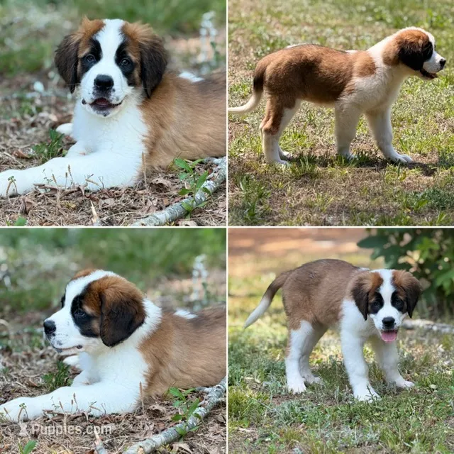 Gayle - K9 Jewels – Saint Bernard puppy for sale in Roxboro, NC