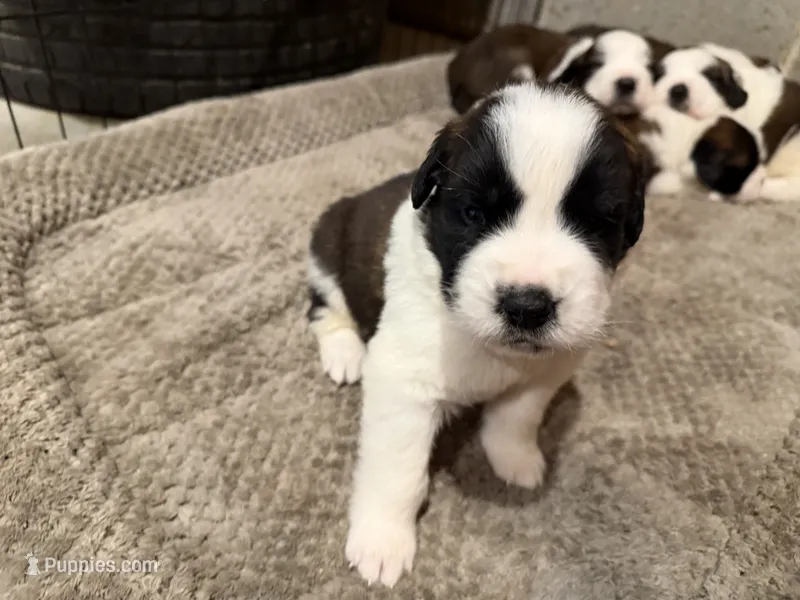 Puppy 4 – Saint Bernard puppy for sale in Roxboro, NC