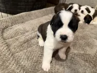 Puppy 4, a male Saint Bernard for sale in Roxboro, NC – 1 of 2