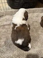 Puppy 1 , a male Saint Bernard for sale in Roxboro, NC – 2 of 2
